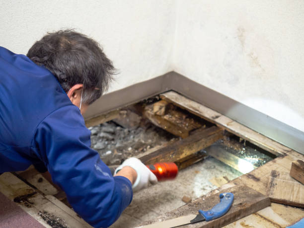 Best Black Mold Removal  in Scandia, MN