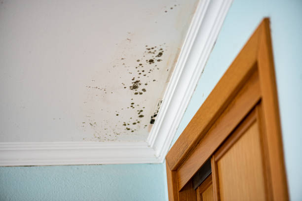 Best Local Mold Removal Service  in Scandia, MN