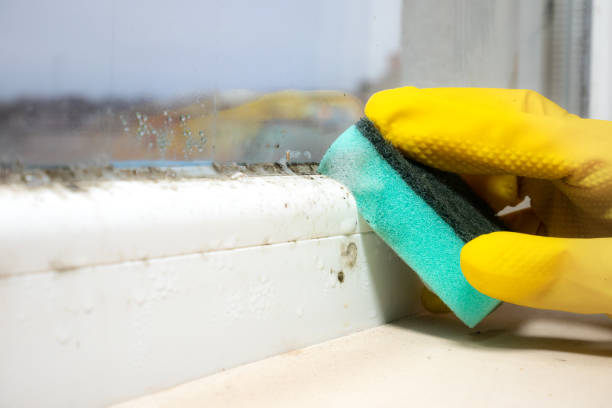 Attic Mold Removal in Scandia, MN