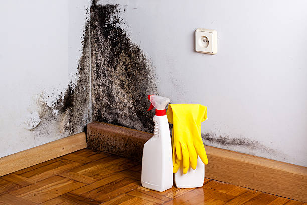 Best Emergency Mold Removal  in Scandia, MN