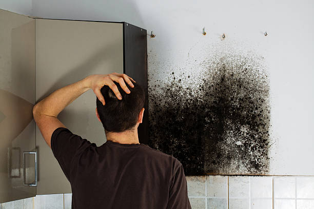 Best Certified Mold Removal  in Scandia, MN