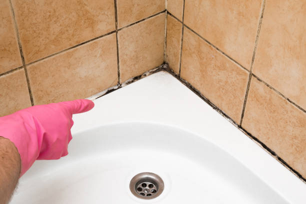 Best Professional Mold Removal  in Scandia, MN