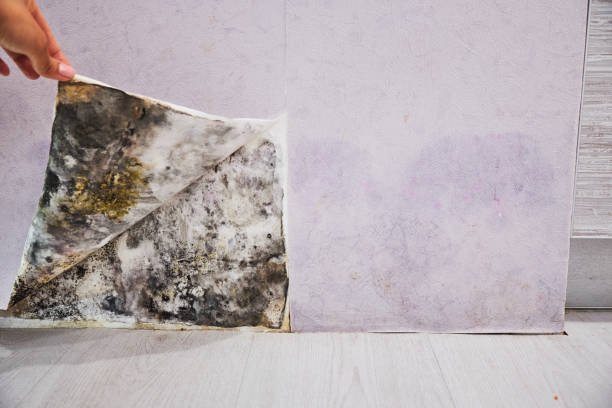 Best Crawl Space Mold Removal  in Scandia, MN